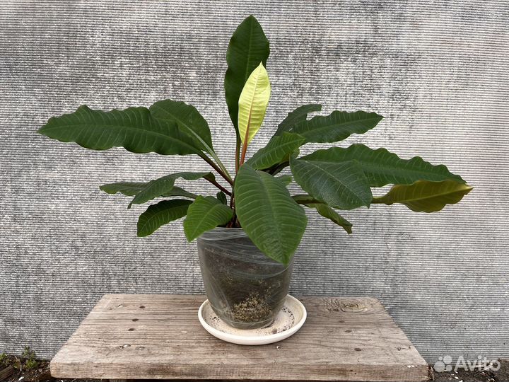 Молочай с горшком