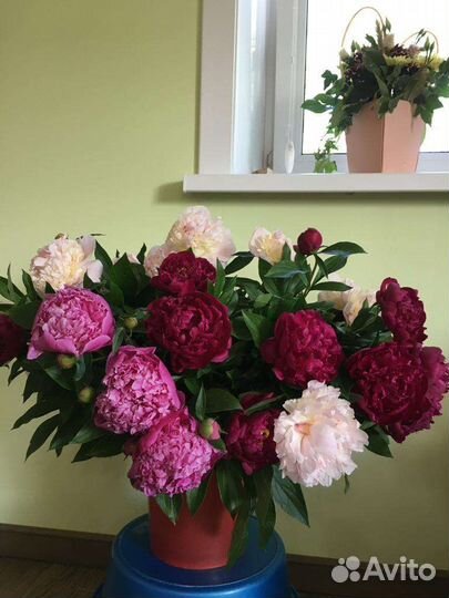 Пионы