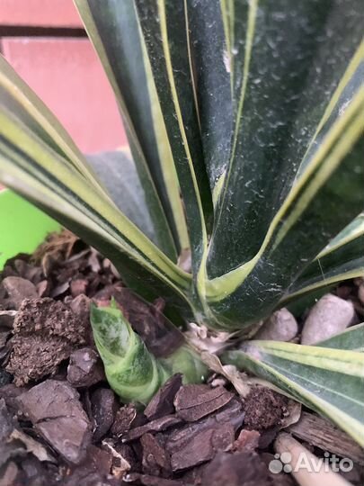 Разные комнатные растения