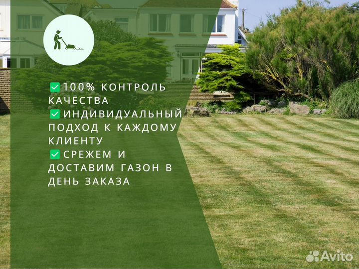 Рулонный газон мятлик