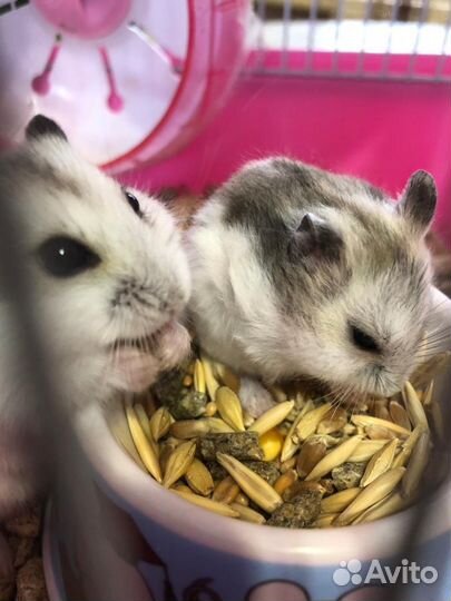 Джунгарские хомяки с клеткой