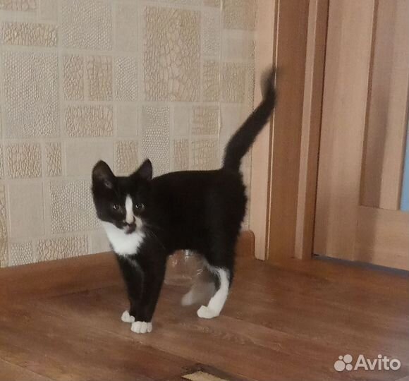 Котенок