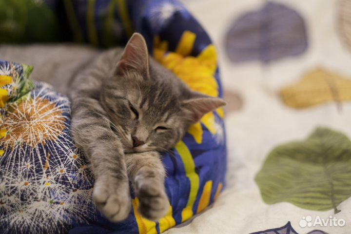 Николя (котёнок, кошка, 9,5 мес.)