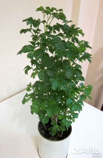 Комнатные цветы(разные)