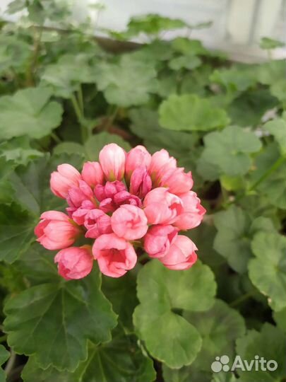 Герань пеларгония