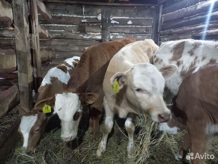 Бычки и быки