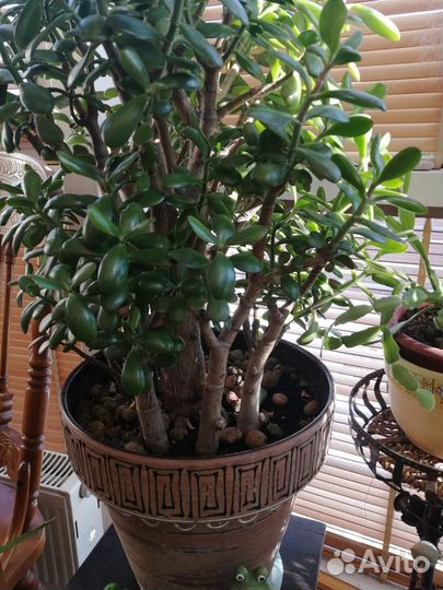 Комнатные растения цветы