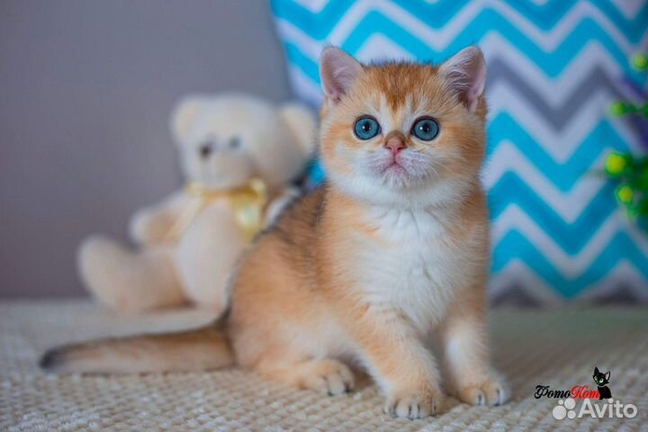 Британский котик