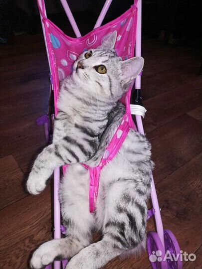 Отдам кошку Бобтейл и кота