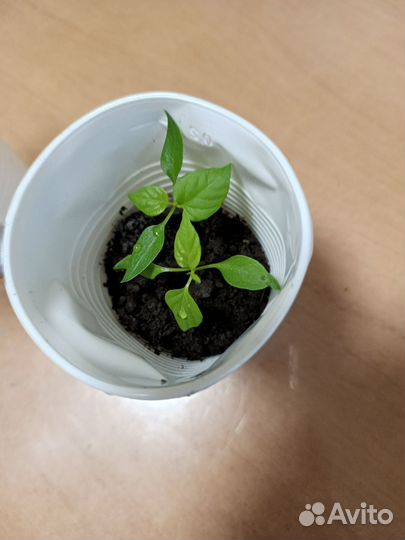 Продам рассаду комнатных растений