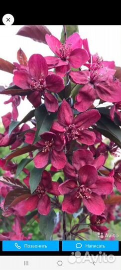 Яблоня Роялти