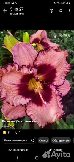 Лилейники и хосты