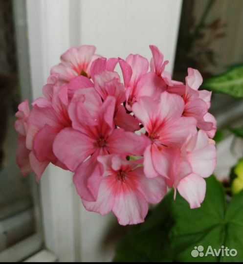 Пеларгония