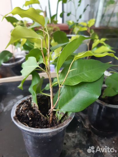 Фикус Бенджамина