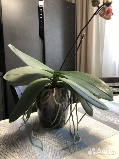 Орхидея фаленопсис Фуллер Сансет