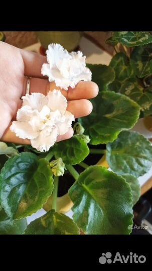 Фиалка сортовая белая блестит перламутром