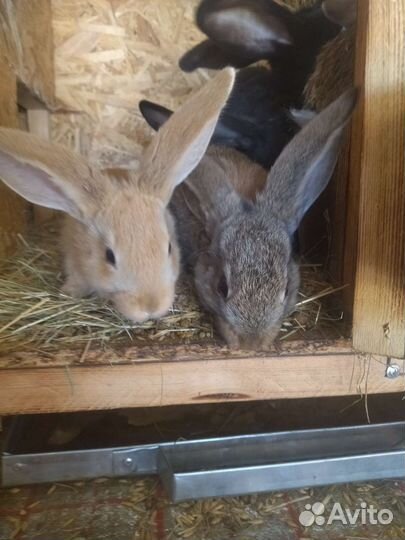 Фландр, Бабочка