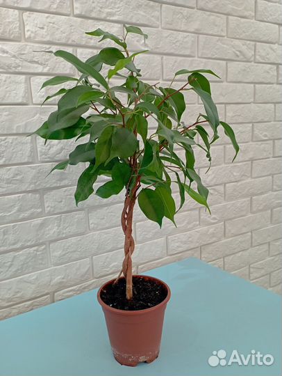 Фикус бенджамина