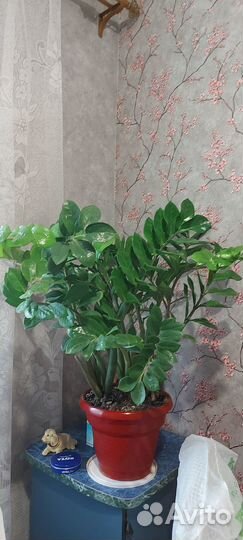 Комнатные цветы