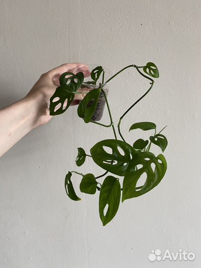 Монстера манки маск