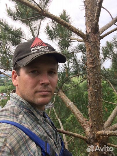 Спил Деревьев