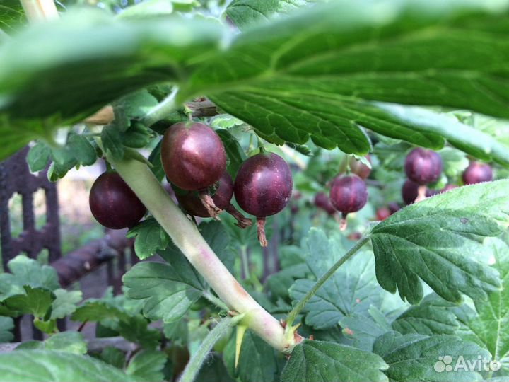 Крыжовник Йошта