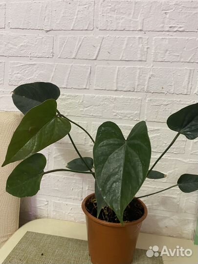 Антуриум Блек