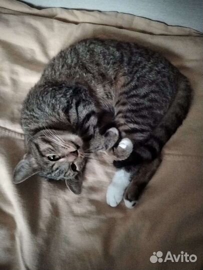 Кошка бесплатно