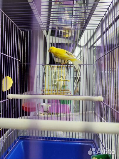 Кенара и канарейки