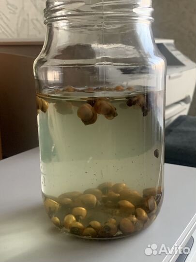 Отдам улиток ампулярий