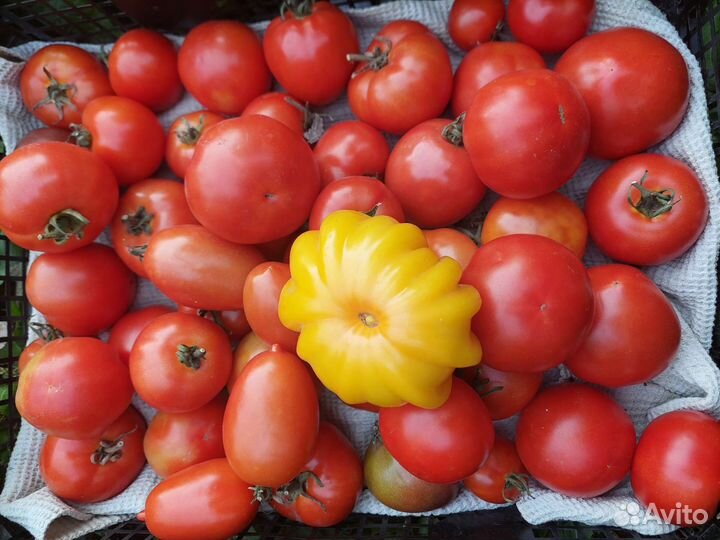 Помидоры домашние