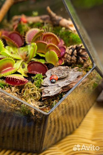 Дионея венерина мухоловка