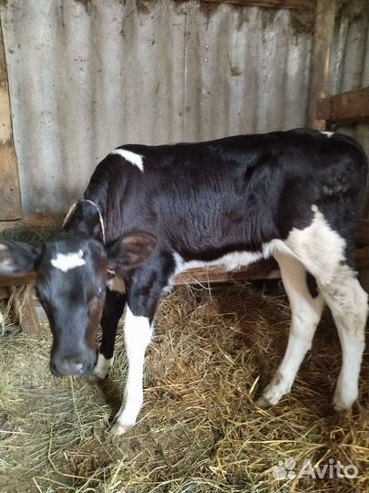 Телочка домашняя