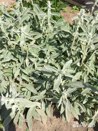 Многолетние цветы