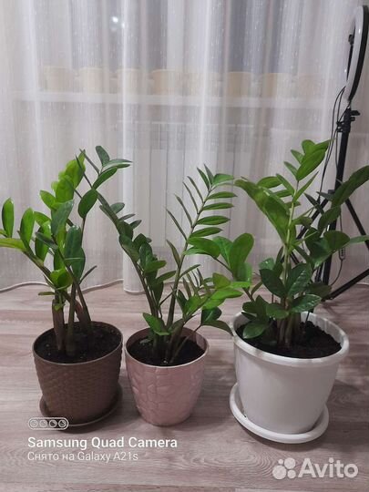 Замиокулькас