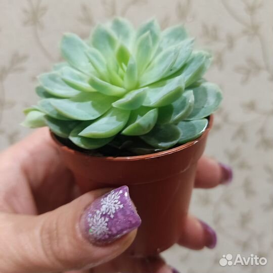 Суккулент
