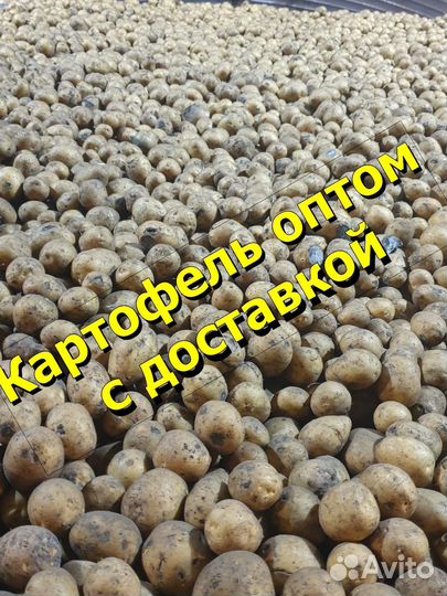 Картофель оптом
