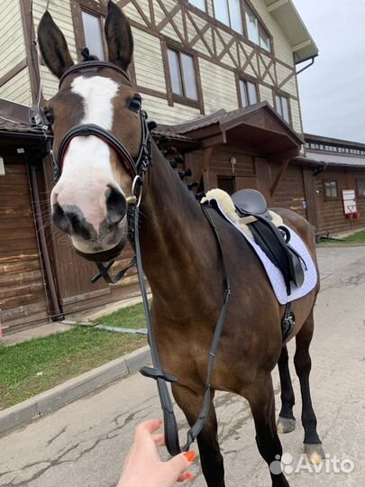 Аренда лошади