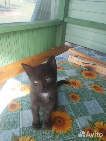 Отдаем котят в добрые руки