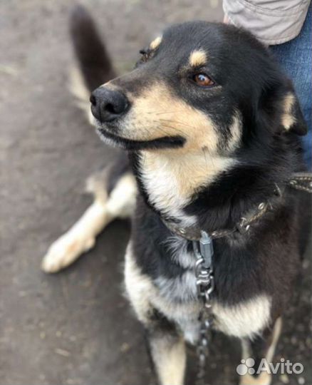 Собака в добрые руки отдам бесплатно