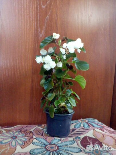 Бегонии вечноцветущие махровые