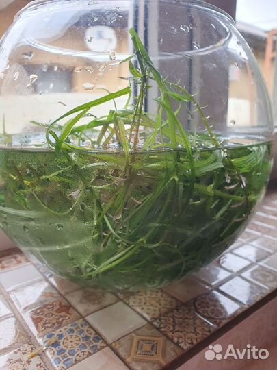 Растения для аквариума бесплатно