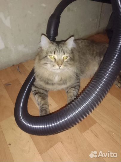 Кот в добрые руки