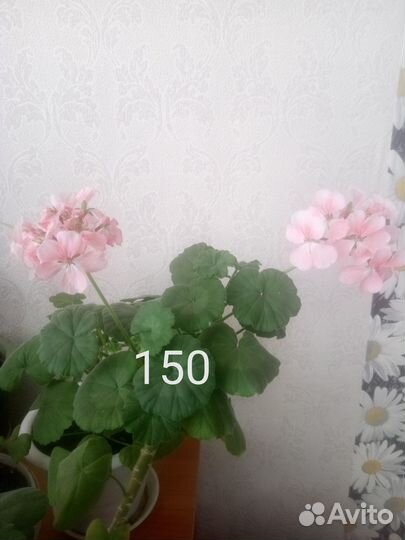 Комнатные растения