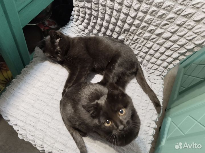 Кошка в дар бесплатно