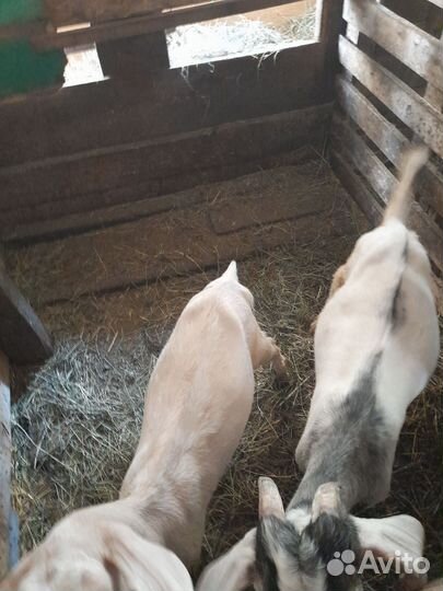 Корова дойная