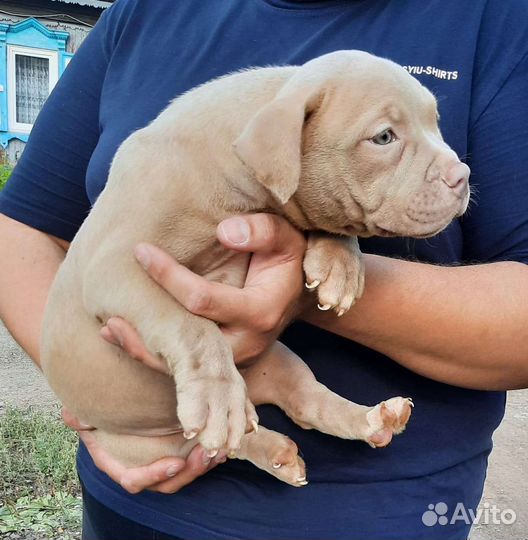 Щенки американского булли (покет)