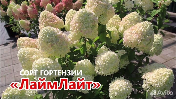 Гортензия Самарская Лидия Взрослый куст