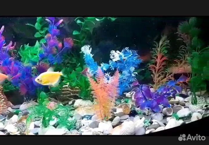 Аквариум с рыбками