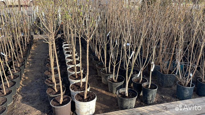 Саженцы Алыча Кубанская Комета